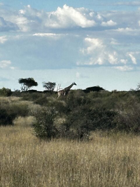 Giraffe 13 (3)