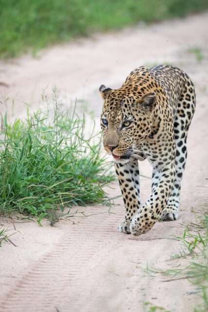 daybreak_namibia_leopard