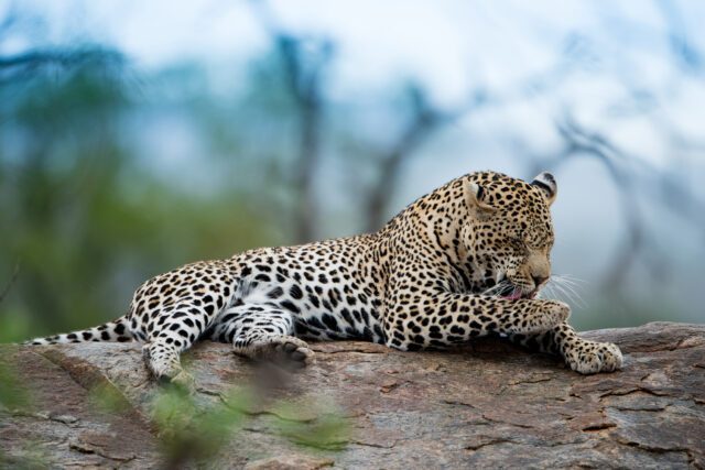 daybreak_namibia_leopard_africa